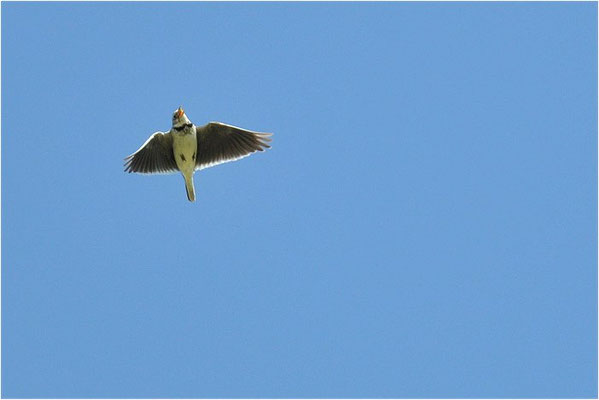 KALANDERLERCHE, CALANDRA LARK, MELANOCORYPHA CALANDRA