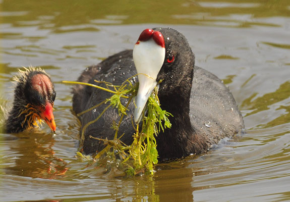KAMMBLÄSSRALLE, RED-KNOBBED COOT, FULICA CRISTATA