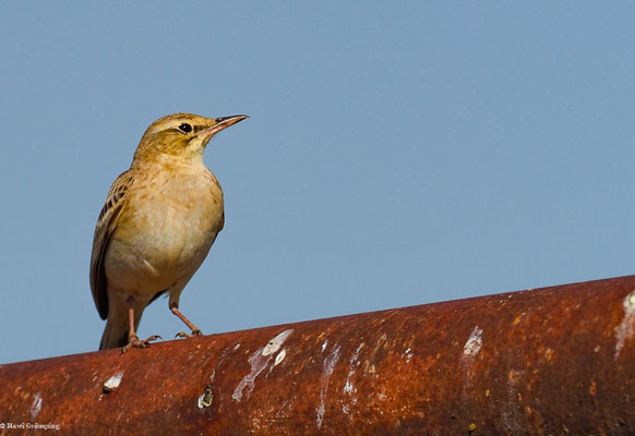 BRACHPIEPER, TAWNY PIPIT, ANTHUS CAMPESTRIS
