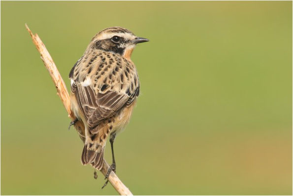 BRAUNKEHLCHEN, WHINCHAT, SAXICOLA RUBETRA