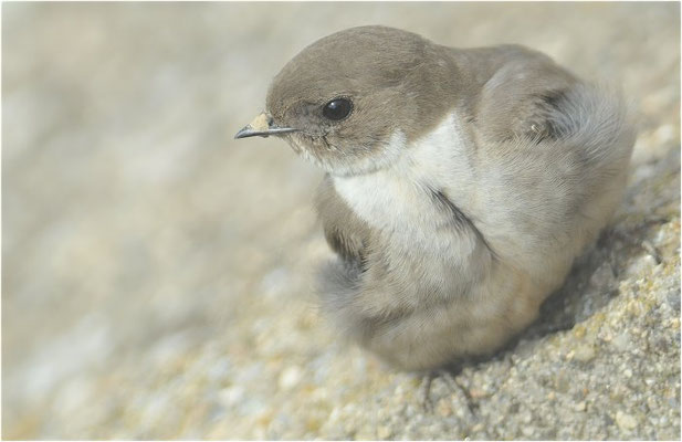 FELSENSCHWALBE, CRAG MARTIN,  PTYONOPROGNE RUPESTRIS