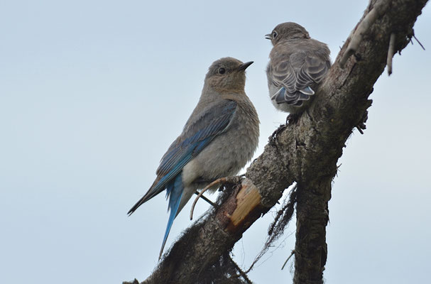 BERGHÜTTENSÄNGER, MOUNTAIN BLUEBIRD, SIALIA CURROCOIDES