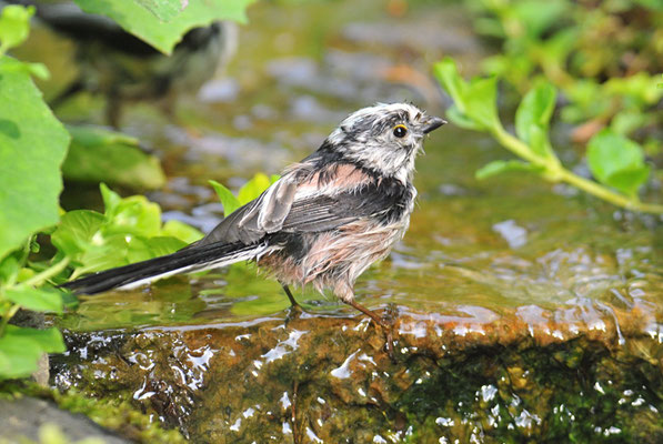 SCHWANZMEISE, LONG-TAILED TIT, AEGITHALOS CAUDATUS
