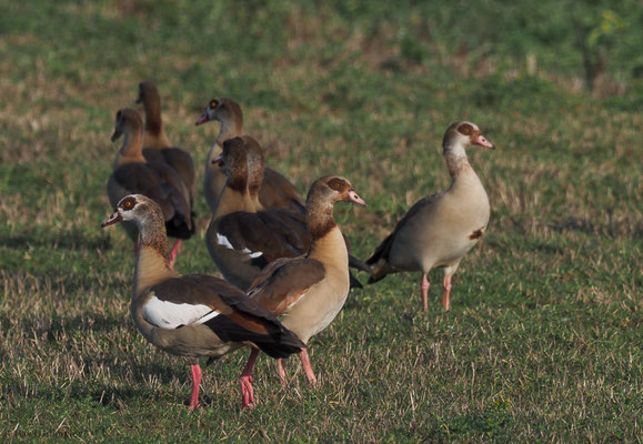 NILGANS, EGYPTIAN GOOSE, ALOPOCHEN AEGYPTIACA