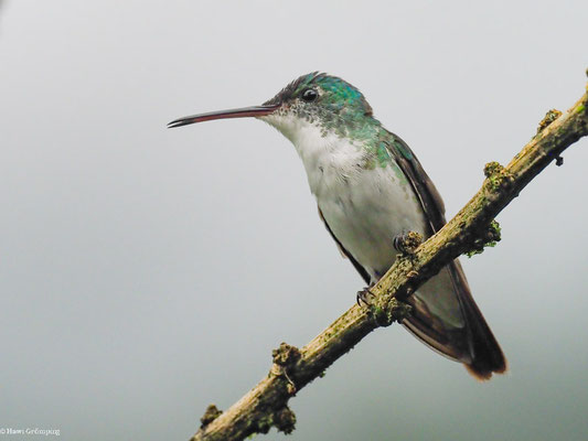 ANDENAMAZILIE, ANDEAN EMERALD - AMAZILIA FRANCIAE