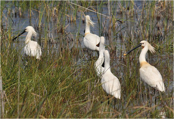 LÖFFLER, SPOONBILL, PLATALEA LEUCORODIA