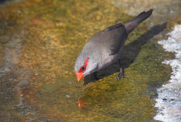 WELLENASTRILD, COMMON WAXBILL, ESTRILDA ASTRILD