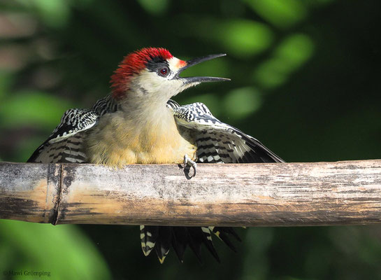 BAHAMASPECHT, WEST-INDIAN WOODPECKER, MELANERPES SUPERCILIARIS