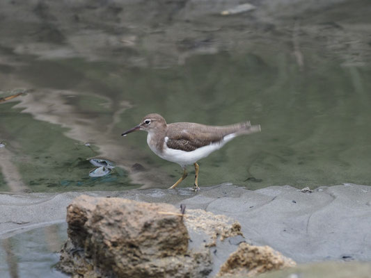 DROSSELUFERLÄUFER, SPOTTED SANDPIPER - ACTITIS MACULARIA