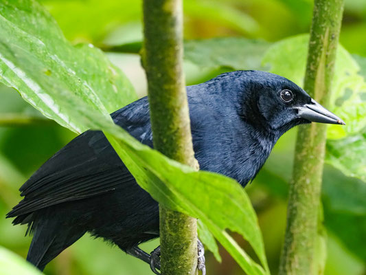 BUSCHSTÄRLING, SCRUB BLACKBIRD - DIVES WARCZEWICZI