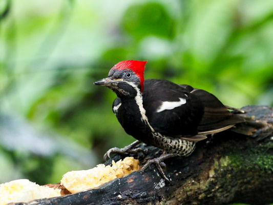 LINIENSPECHT, LINEATED WOODPECKER - DRYOCOPUS LINEATUS