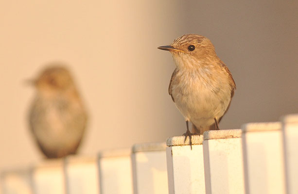 GRAUSCHNÄPPER, SPOTTED FLYCATCHER, MUSCICAPA STRIATA