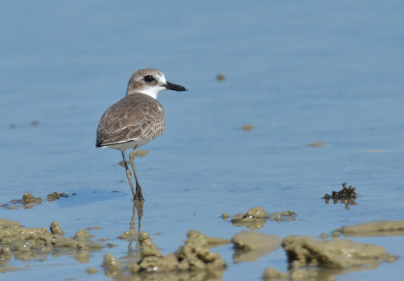WÜSTENREGENPFEIFER, GREATER SAND PLOVER, CHARADRIUS LESCHENAULTII