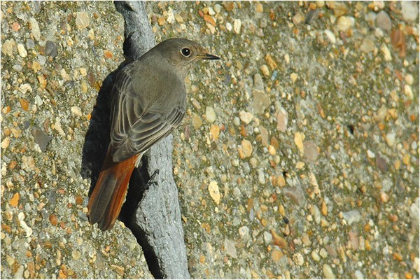 HAUSROTSCHWANZ, BLACK REDSTART, PHOENICURUS OCHRUROS
