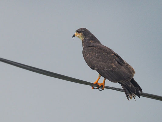 SCHNECKENWEIH, SNAIL KITE - ROSTRHAMUS SOCIABILIS