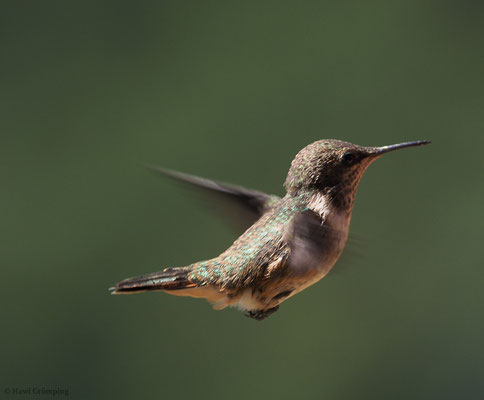 VULKANELFE, VULCANO HUMMINGBIRD, SELASPHORUS FLAMMULA