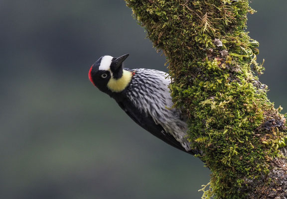 EICHELSPECHT, ACORN WOODPECKER, MELANERPES FORMICIVORUS