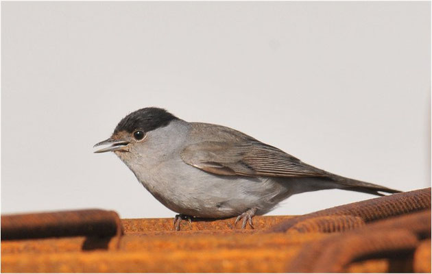 MÖNCHSGRASMÜCKE, BLACKCAP, SYLVIA ATRICAPILLA