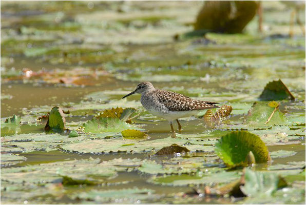 BRUCHWASSERLÄUFER, WOOD SANDPIPER, TRINGA GLAREOLA