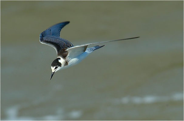 TRAUERSEESCHWALBE, BLACK TERN, CHLIDONIAS NIGER