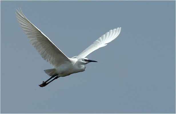 SEIDENREIHER, LITTLE EGRET, EGRETTA GARZETTA