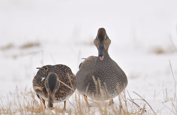 SCHNATTERENTE, GADWALL, ANAS STREPERA