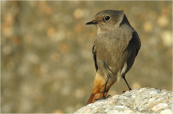 HAUSROTSCHWANZ, BLACK REDSTART, PHOENICURUS OCHRUROS