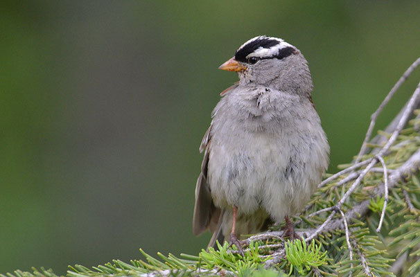 DACHSAMMER, WHITE-CROWNED SPARROW, ZONOTRICHIA LEUCOPHRYS