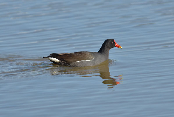 TEICHRALLE, MOORHEN, GALINULA CHLOROPUS