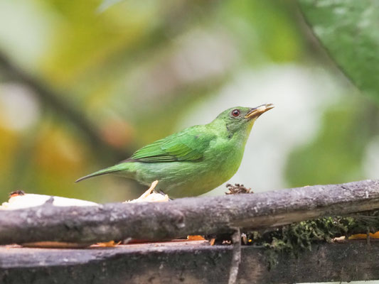 Kappennaschvogel, green honeycreeper - chlorophanes spiza
