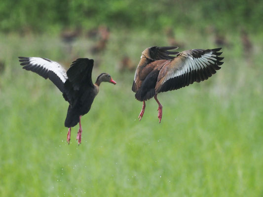 HERBSTPFEIFGANS, BLACK-BELLIED WHISTLING-DUCK - DENDROCYGNA AUTUMNALIS