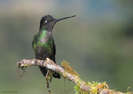 TALAMANCA-KOLIBRI, ADMIRABLE HUMMINGBIRD, EUGENES SPECTABILIS