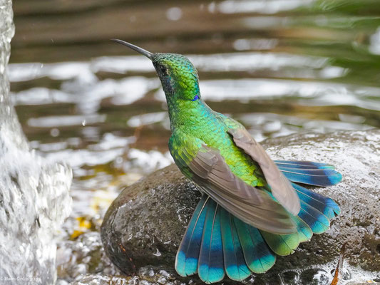 GROSSER VEILCHENOHRKOLIBRI, SPARKLING VIOLETEAR  -C OLIBRI CORUSCAN
