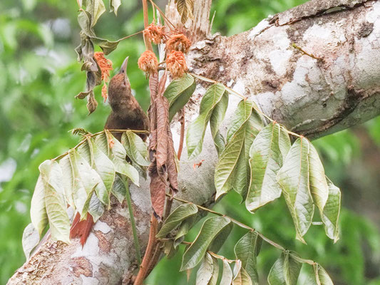 Fahlkehlbaumsteiger, Buff-throated Woodcreeper - Xiphorhynchus guttatus