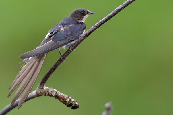 RAUCHSCHWALBE, BARN SWALLOW, HIRUNDO RUSTICA