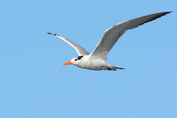 KÖNIGSSEESCHWALBE, ROYAL TERN, THALASSEUS MAXIMUS