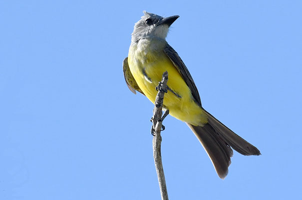 TRAUERTYRANN, TROPICAL KINGBIRD, TYRANNUS MELANCHOLICUS