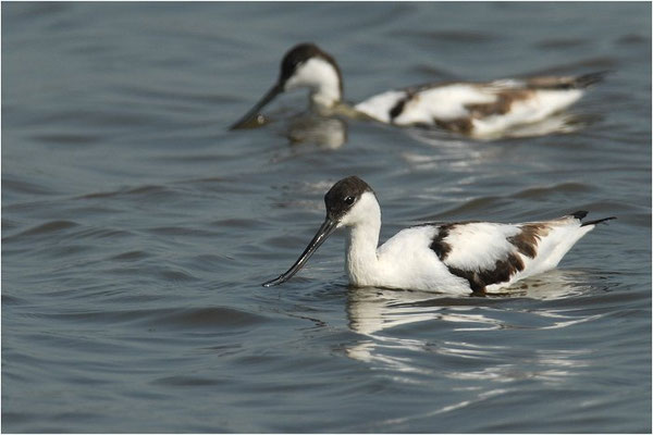 SÄBELSCHNÄBLER, AVOCET, RECURVIROSTRA AVOSETTA