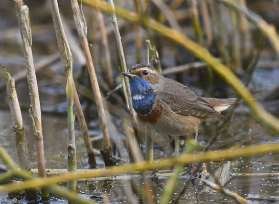 BLAUKEHLCHEN, BLUETHROAT, LUSCINIA SVECICA