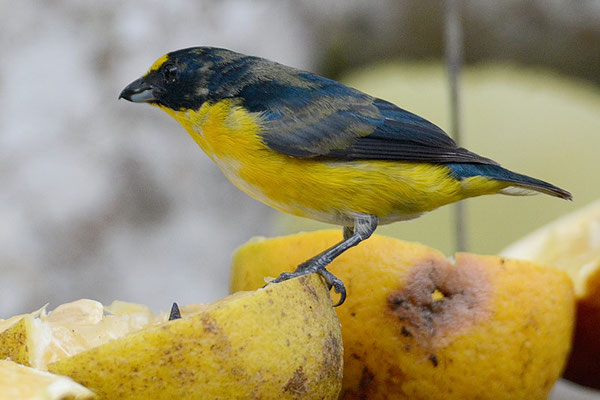 SCHWALBENORGANIST, YELLOW-THROATED EUPHONIA, EUPHONIA HIRUNDINACEA