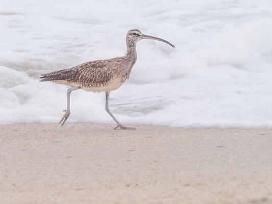 Regenbrachvogel, Whimbrel - Numenius phaeopus