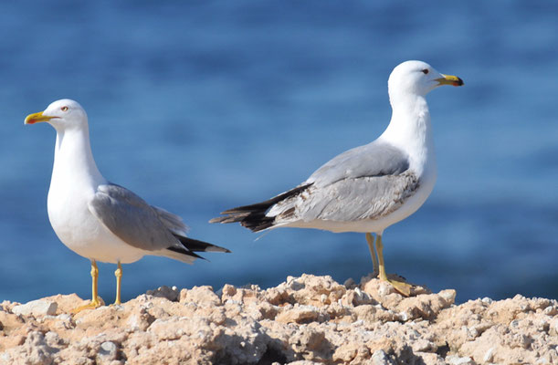 Armeniermöwe, Armenian gull, Larus armenicus