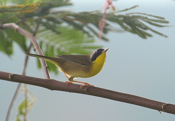 WEIDENGELBKEHLCHEN, COMMON YELLOWTHROAT, GEOTHLYPIS TRICHAS