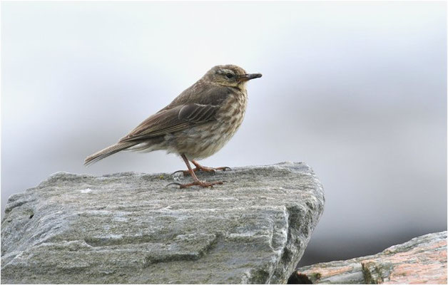 STRANDPIEPER, ROCK PIPIT,  ANTHUS PETROSUS