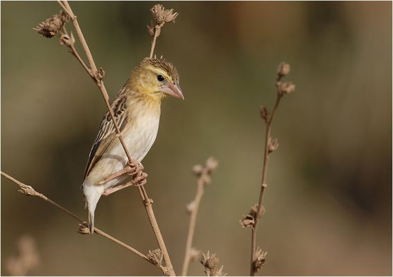 ORYXWEBER, NORTHERN RED BISHOP, EUPLECTES FRANCISCANUS