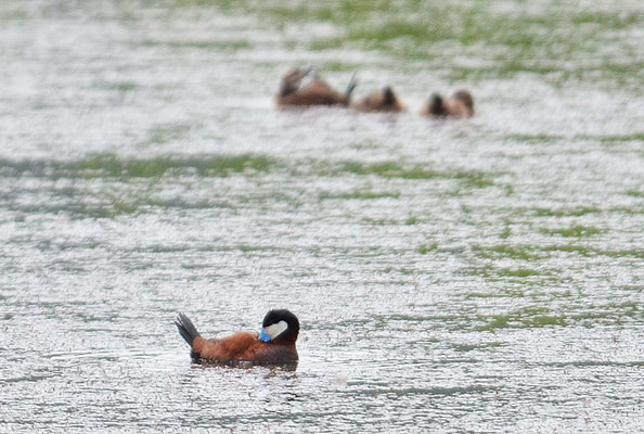 SCHWARZKOPF-RUDERENTE, RUDDY DUCK, OXYURA JAMAICENSIS