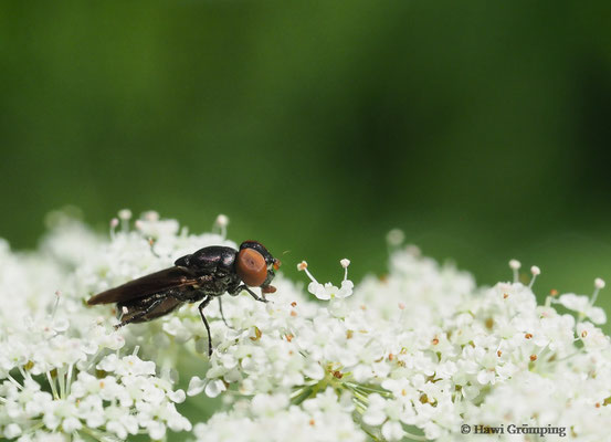 GEMEINE SMARAGDSCHWEBFLIEGE- CHRYSOGASTER SOLSTITIALIS