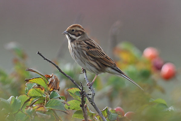 ROHRAMMER, REED BUNTING, EMBERIZA SCHOENICLUS