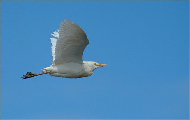 KUHREIHER, CATTLE EGRET, BUBULCUS IBIS