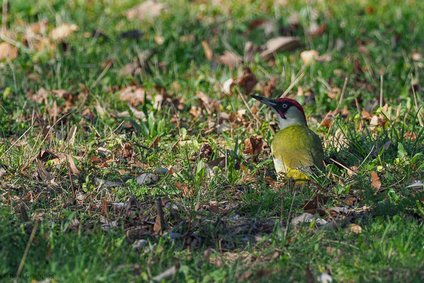 GRÜNSPECHT, GREEN WOODPECKER, PICUS VIRIDIS